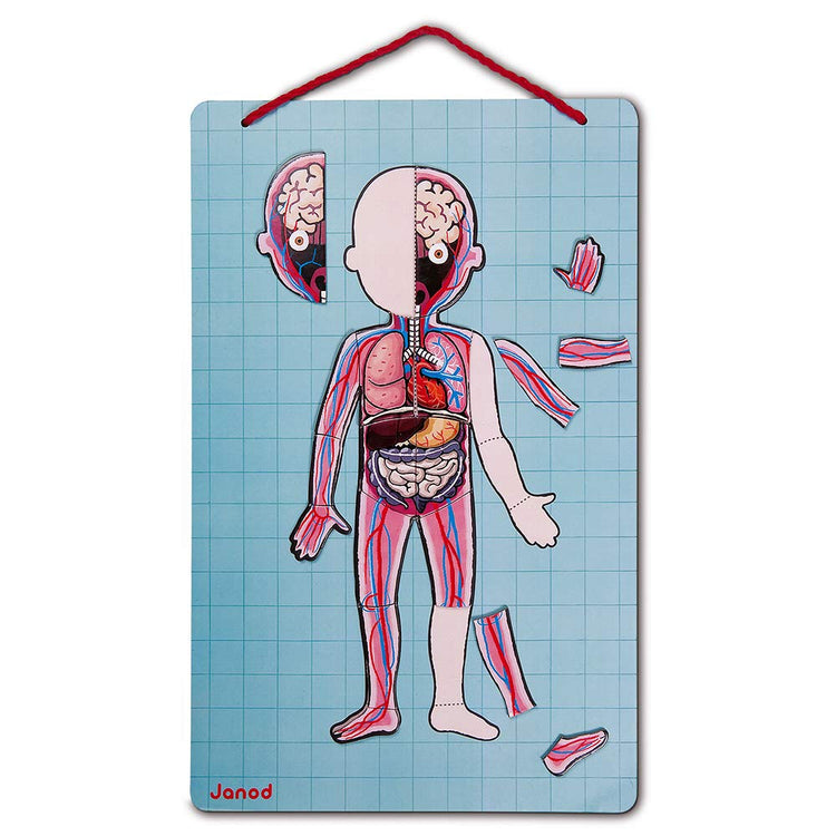 Janod Bodymagnet Human Body Game - 76 Magnets for Anatomy Fun