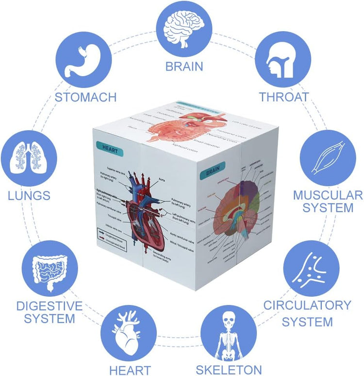 Aliwovo Medical Student Human Anatomy 3.93" Cube Anatomy Poster Set