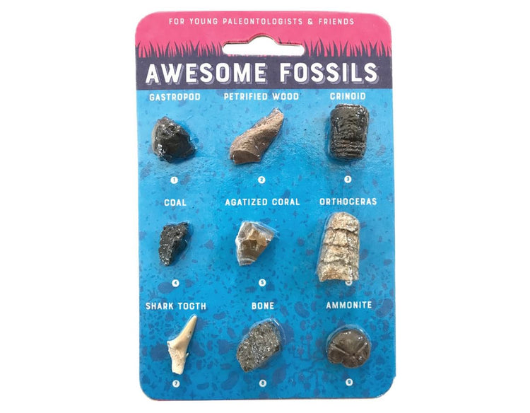 Awesome Fossils - Made in the USA