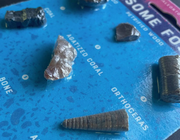 Awesome Fossils - Made in the USA
