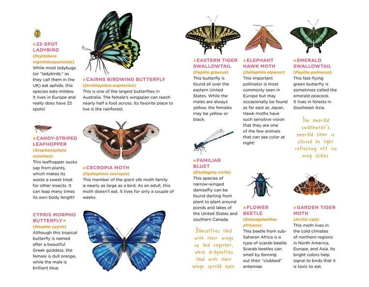 Butterflies Tattoos - 81 Temporary Tattoos