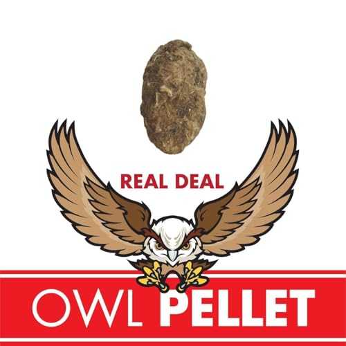 Real Owl Pellet Kit - Dissect and Discover Nature