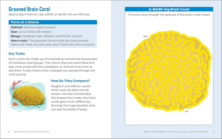 Marine Biology Activities for Kids