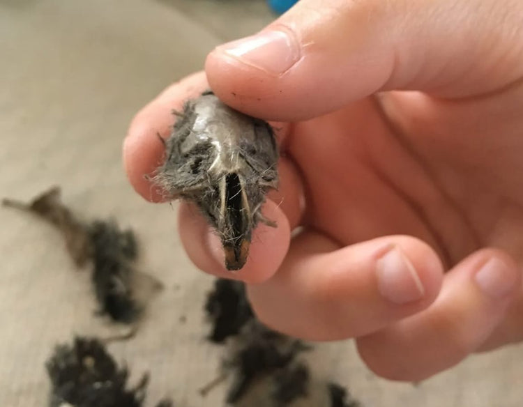Owl Pellets Collection - Gross Wonders of Nature!