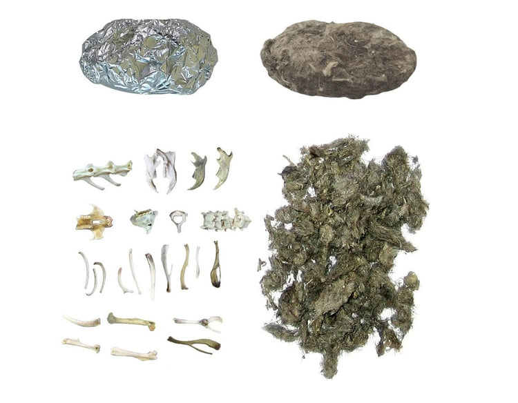 Owl Pellets Collection - Gross Wonders of Nature!