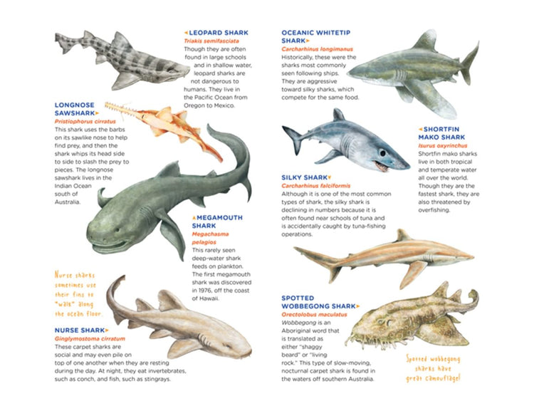 Sharks Tattoos - 50 Temporary Tattoos