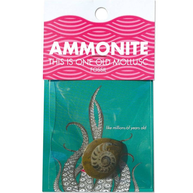 Copernicus Small Ammonite - Real Fossil from Ancient Seas