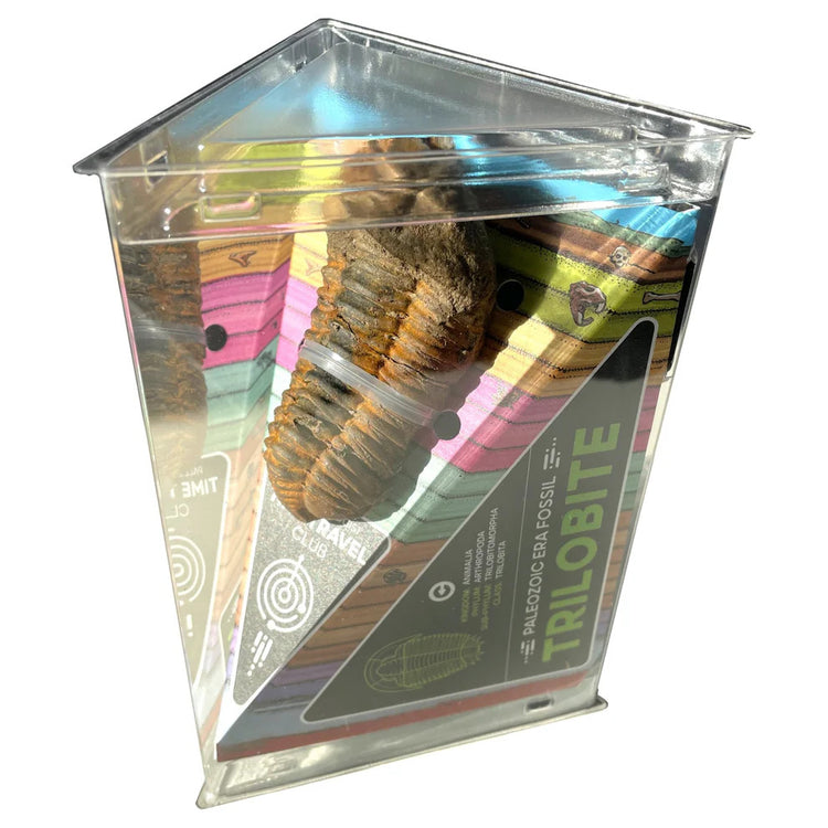 Copernicus Tremendous Fossil Trilobite - Prehistoric Find