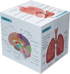 Aliwovo Medical Student Human Anatomy 3.93" Cube Anatomy Poster Set