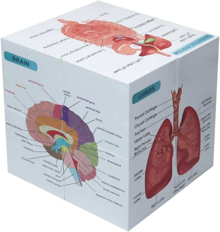 Aliwovo Medical Student Human Anatomy 3.93" Cube Anatomy Poster Set
