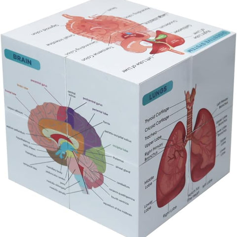 Aliwovo Medical Student Human Anatomy 3.93