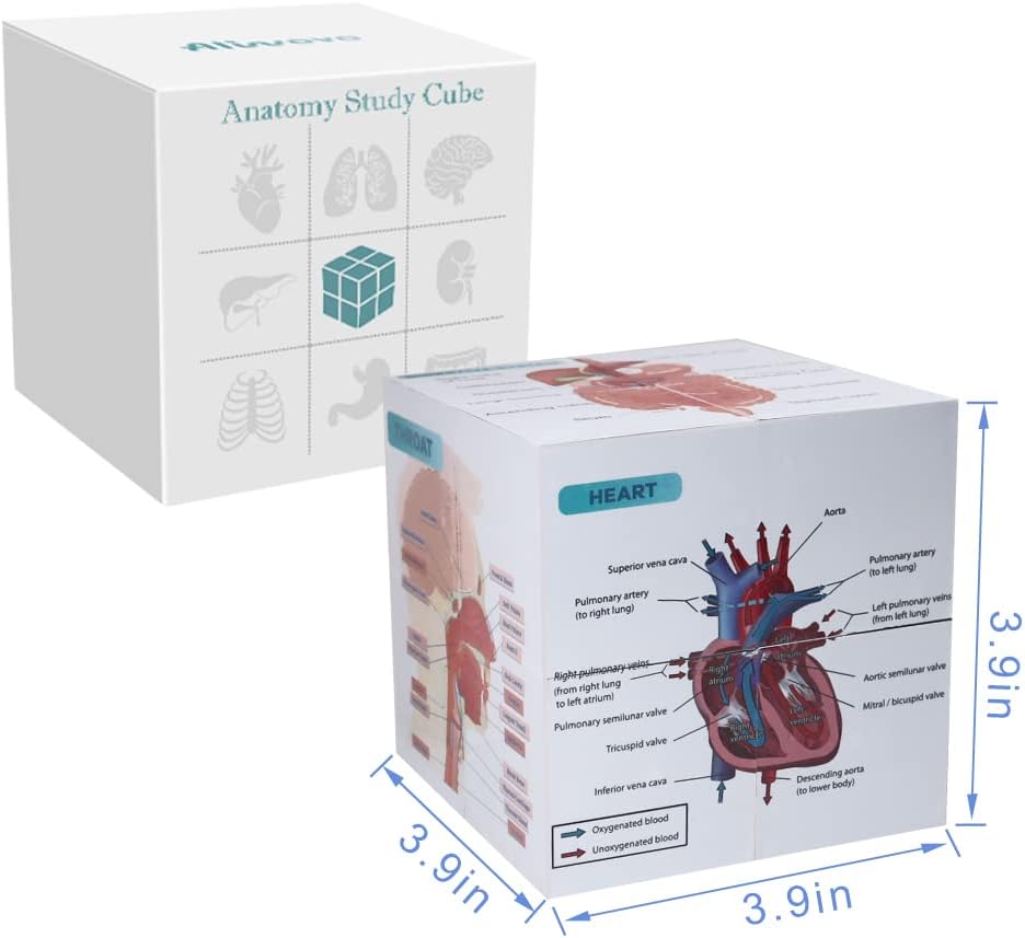Aliwovo Medical Student Human Anatomy 3.93" Cube Anatomy Poster Set