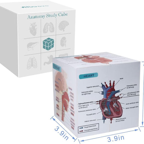 Aliwovo Medical Student Human Anatomy 3.93