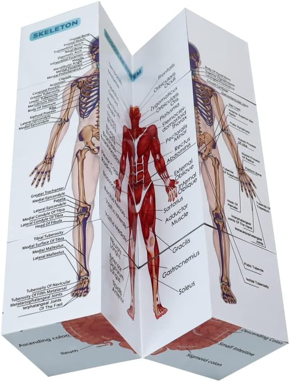 Aliwovo Medical Student Human Anatomy 3.93" Cube Anatomy Poster Set