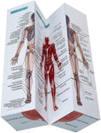 Aliwovo Medical Student Human Anatomy 3.93" Cube Anatomy Poster Set