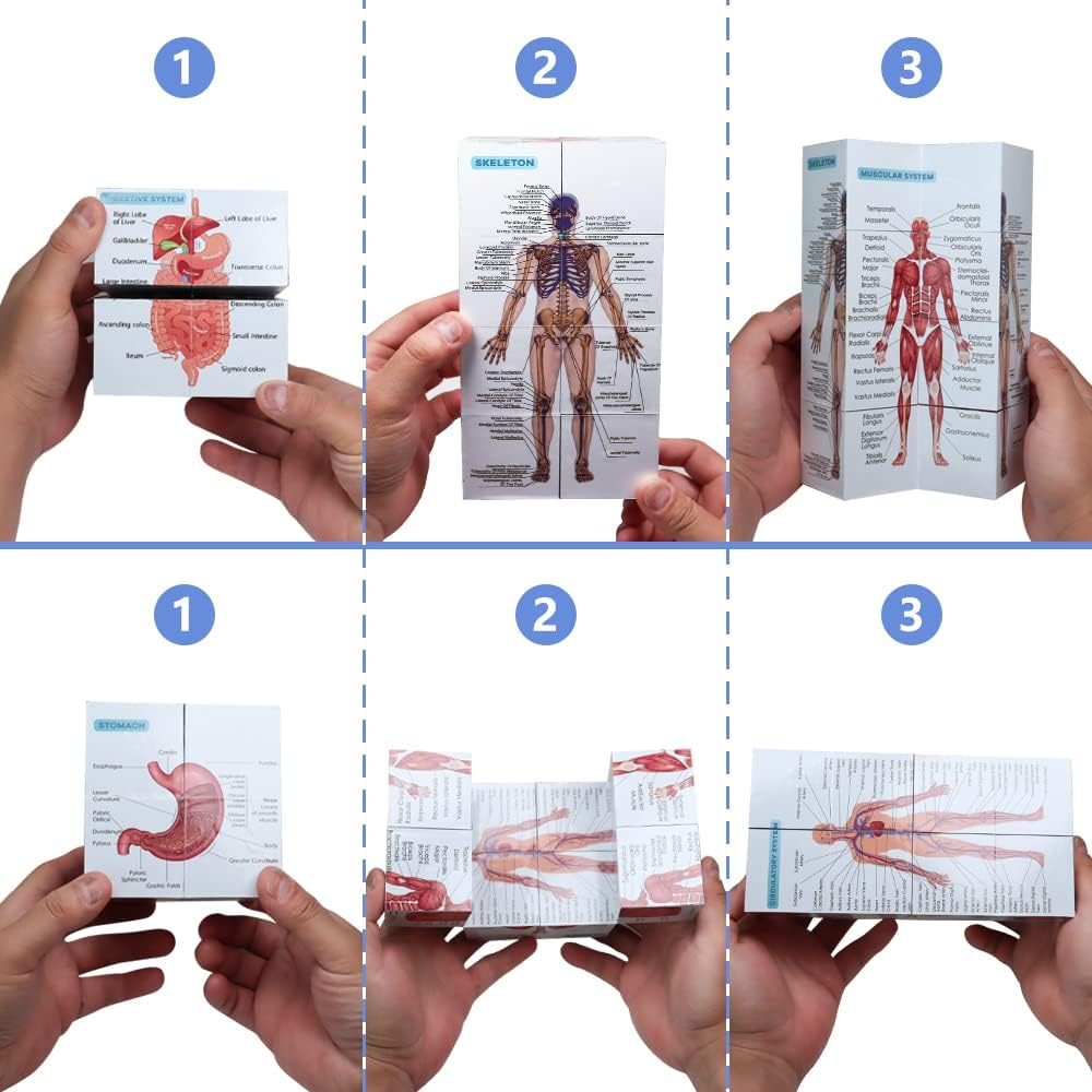 Aliwovo Medical Student Human Anatomy 3.93" Cube Anatomy Poster Set