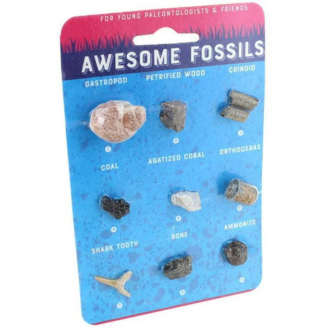 Copernicus Awesome Fossils - Hand-Sized Science Set