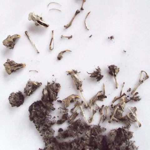 Real Owl Pellet Kit - Dissect and Discover Nature
