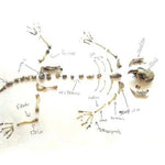 Real Owl Pellet Kit - Dissect and Discover Nature