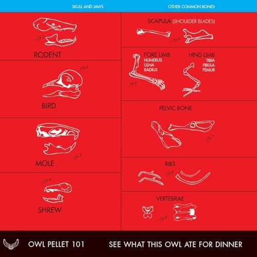 Real Owl Pellet Kit - Dissect and Discover Nature