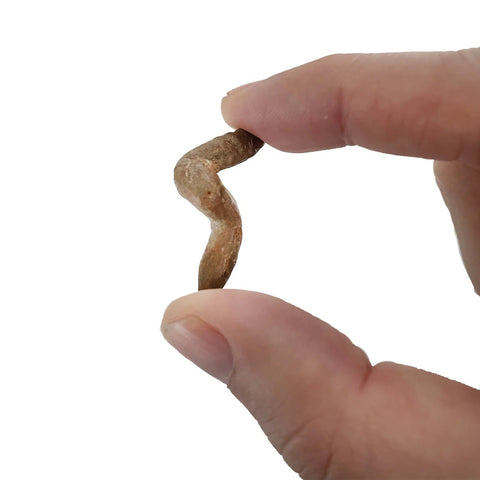 Coprolite - Real Fossilized Poop for Young Geologists