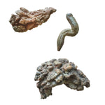 Coprolite - Real Fossilized Poop for Young Geologists