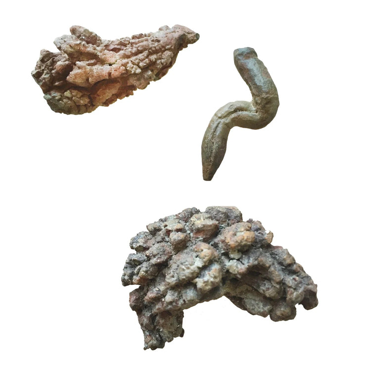 Coprolite - Real Fossilized Poop for Young Geologists