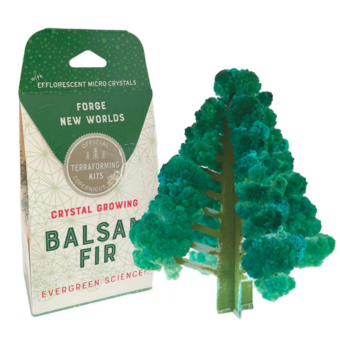 Copernicus Crystal Growing Balsam Fir - Grow a Tree