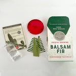 Copernicus Crystal Growing Balsam Fir - Grow a Tree