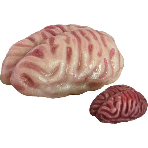 Copernicus Extra Large Swell Polymer Brain - Grows Big