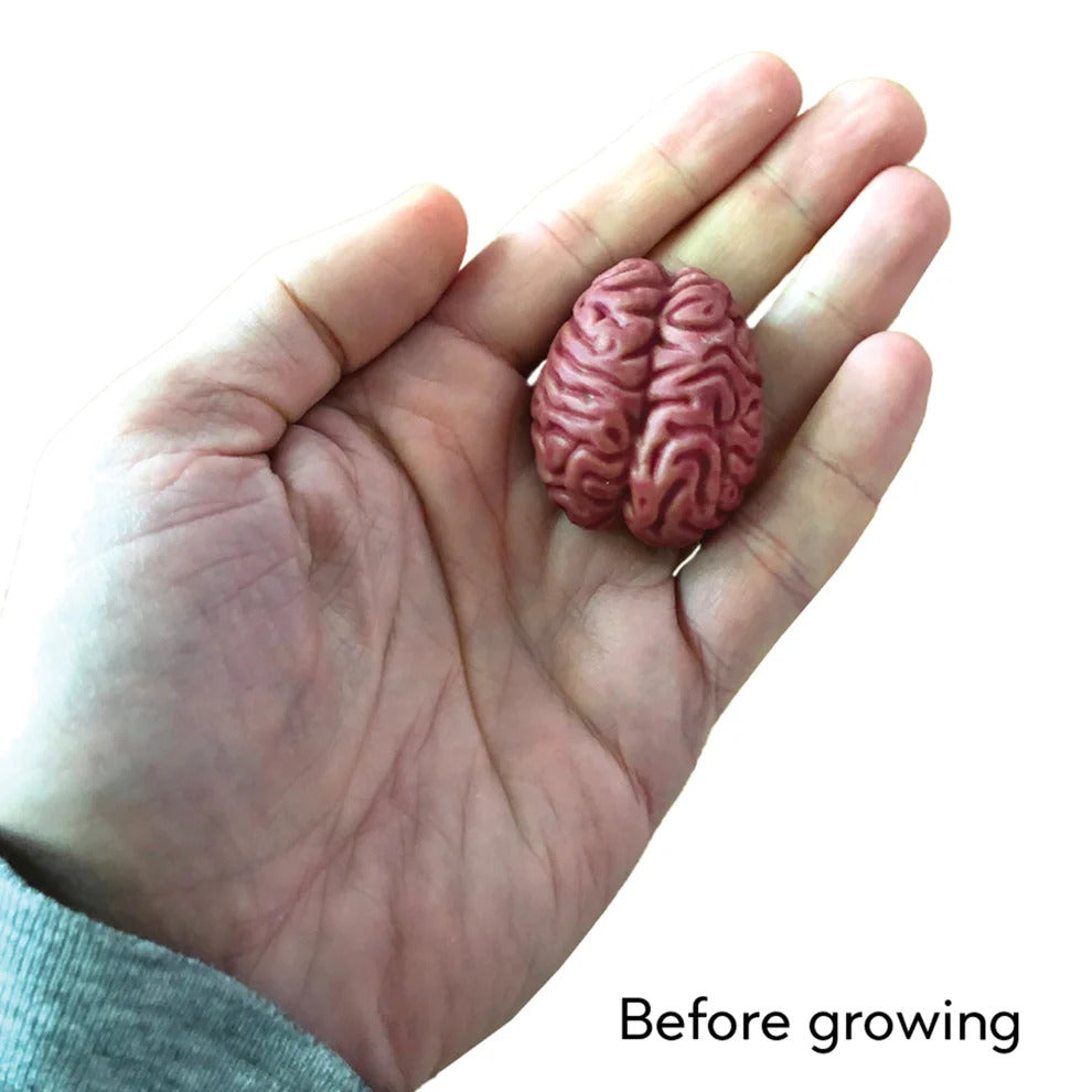 Copernicus Extra Large Swell Polymer Brain - Grows Big