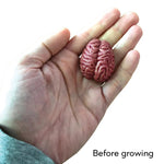 Copernicus Extra Large Swell Polymer Brain - Grows Big