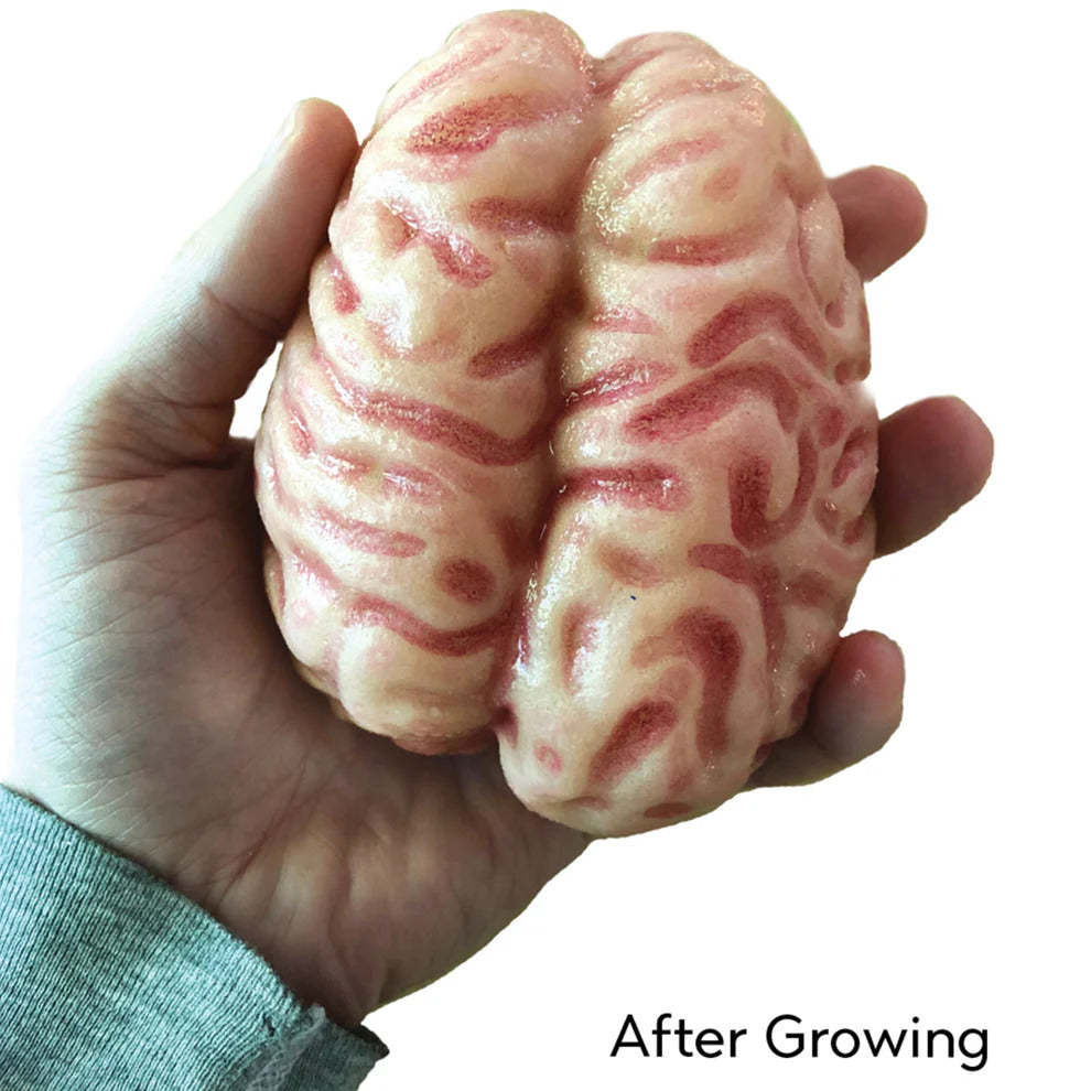 Copernicus Extra Large Swell Polymer Brain - Grows Big