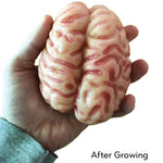 Copernicus Extra Large Swell Polymer Brain - Grows Big