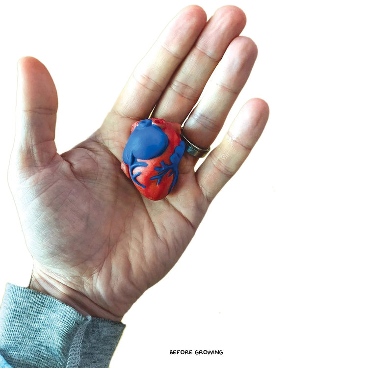 Extra Large Swell Polymer Heart - Watch It Grow Huge