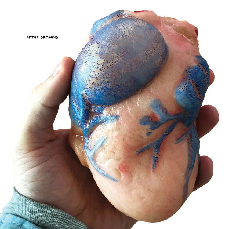 Extra Large Swell Polymer Heart - Watch It Grow Huge