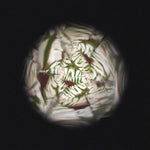 Janod Flower Kaleidoscope - Wooden Nature Pattern Maker