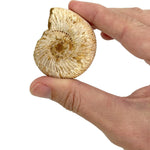 Copernicus Giant Fossil Ammonite - Ancient Ocean Wonder