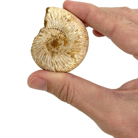 Copernicus Giant Fossil Ammonite - Ancient Ocean Wonder
