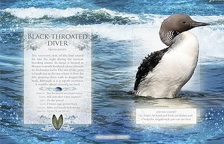 Little Book of Wetland Bird Sounds