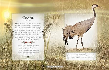 Little Book of Wetland Bird Sounds