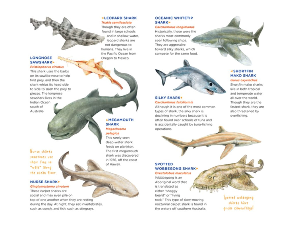 Sharks Tattoos - 50 Temporary Tattoos