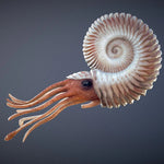 Copernicus Small Ammonite - Real Fossil from Ancient Seas