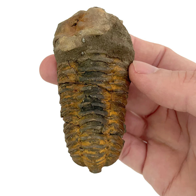 Copernicus Tremendous Fossil Trilobite - Prehistoric Find