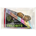 Copernicus Tremendous Fossil Trilobite - Prehistoric Find